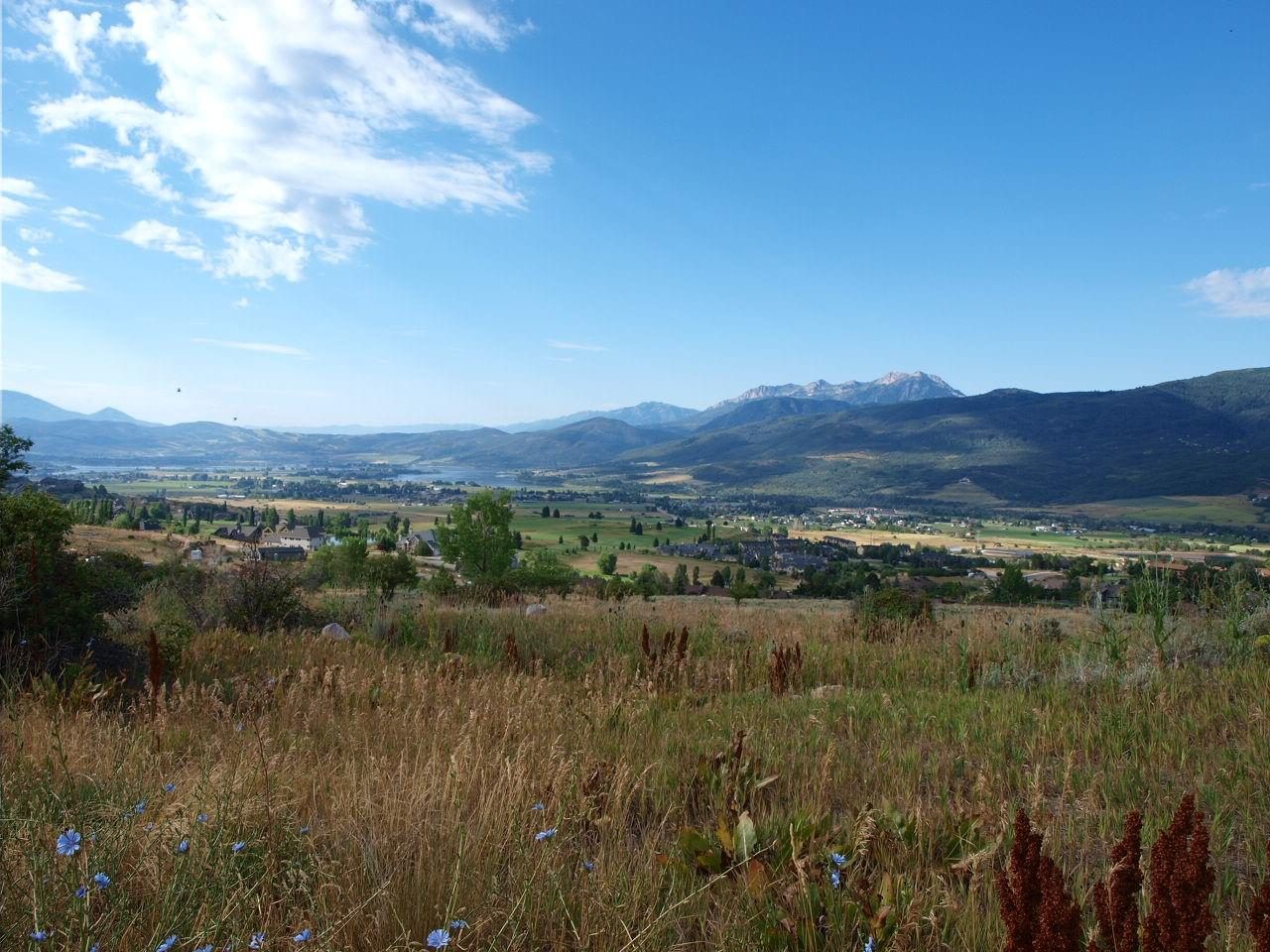 Summer wildflowers and the valley looking toward Ben Lomond