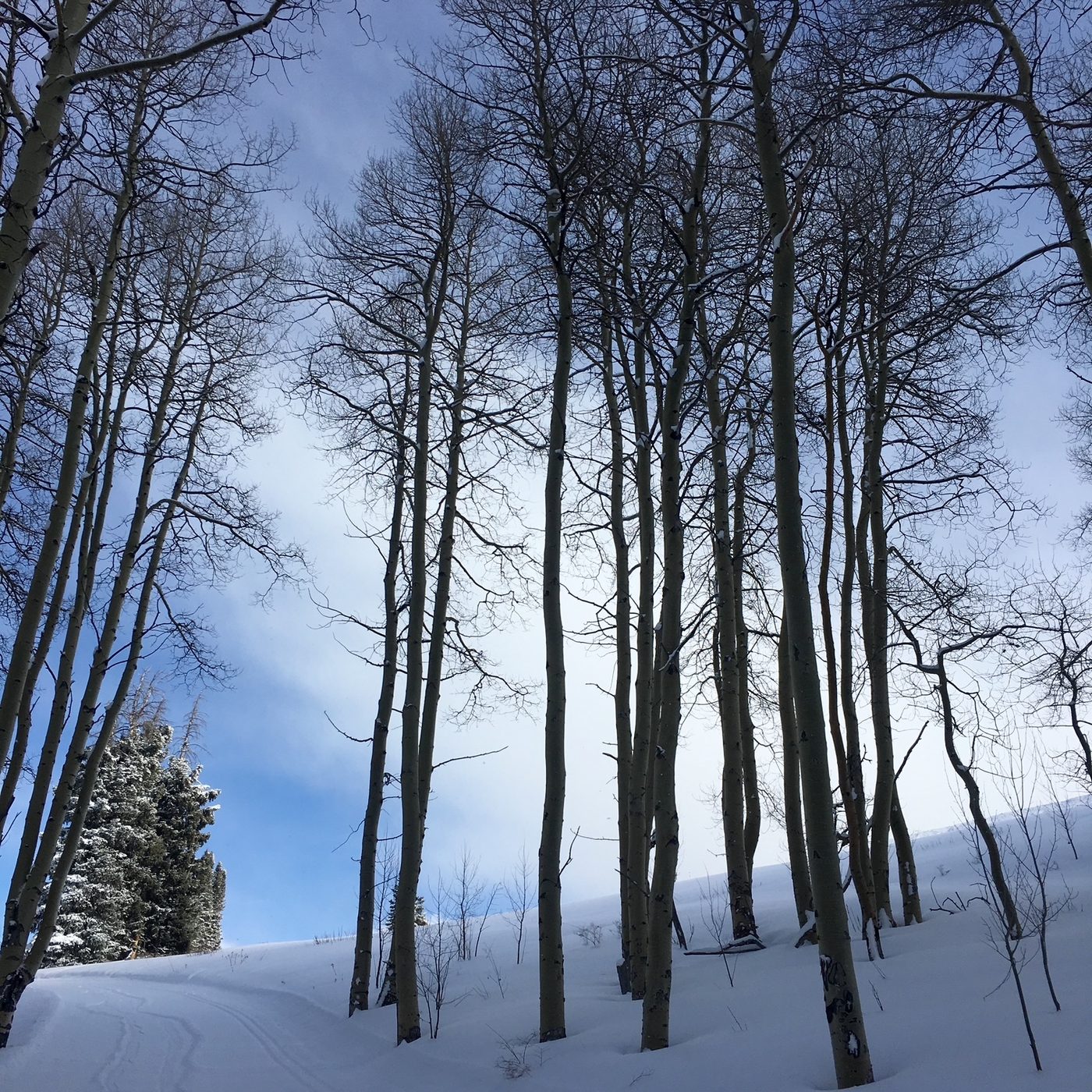 Aspen trunks rising out of deep untracked snow against a blue sky