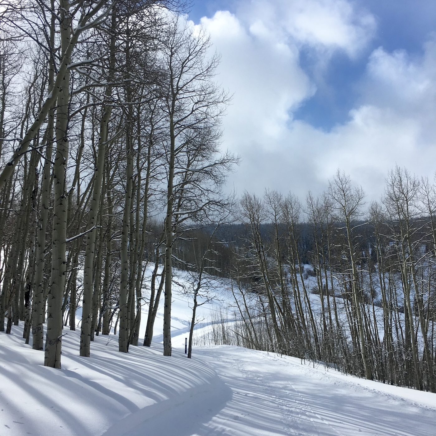 A groomed trail curving through snow-covered aspens under a bright winter sky